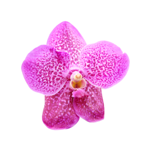 Orchid