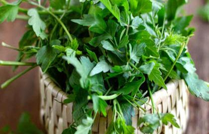 Organic Keerai Production: A Sustainable Path to Nutritious Greens